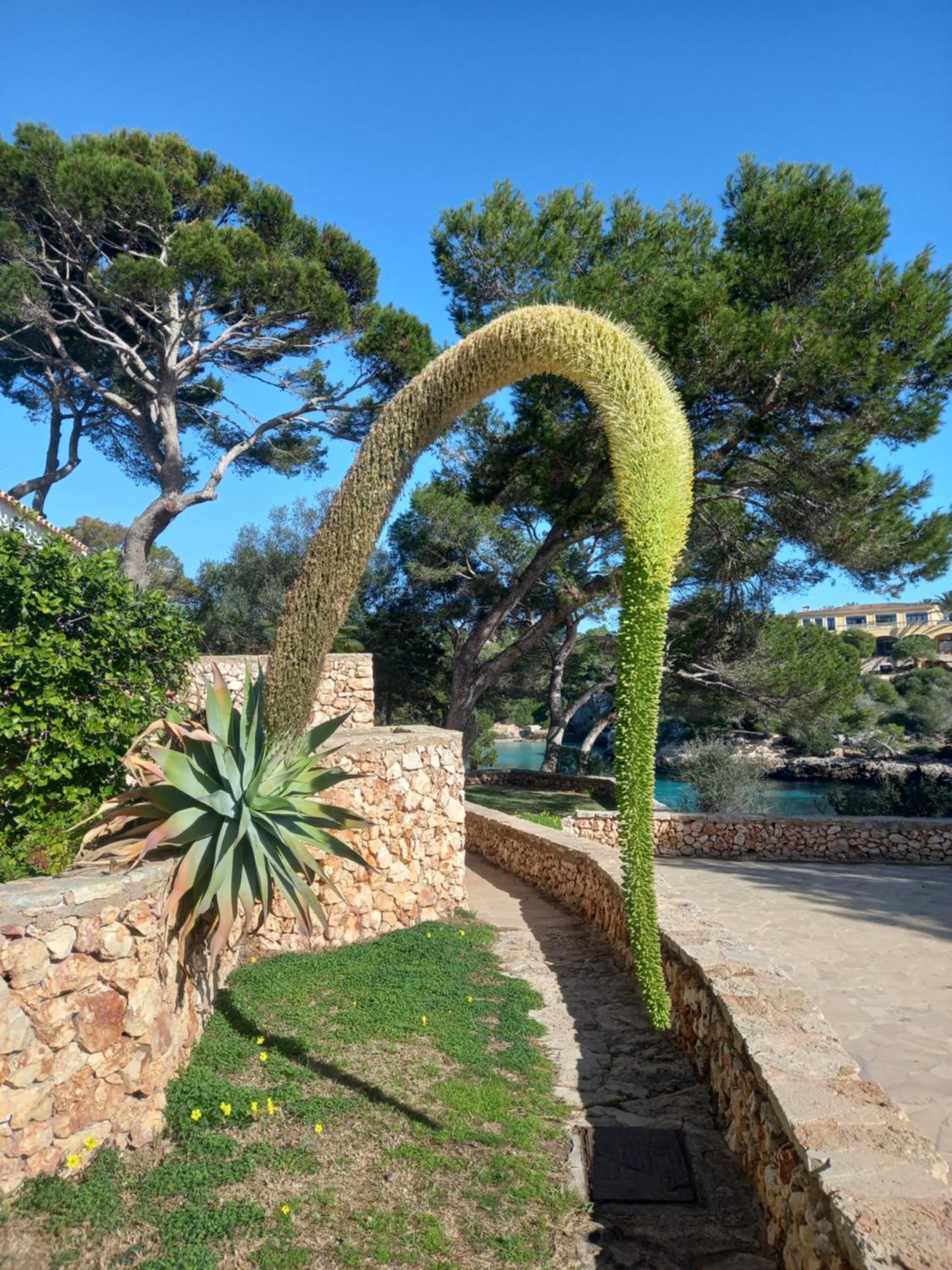 Appartement Ferrera Park Vue Mer Cala Ferrera  Exterior foto